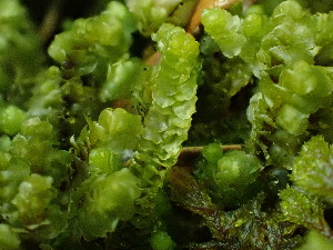  ( - BHAK-16570)  @11 [ ] CreativeCommons Attribution Non-Commercial No Derivatives (2025) Matt Lemay Hakai Institute