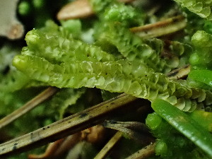  ( - BHAK-16570)  @11 [ ] CreativeCommons Attribution Non-Commercial No Derivatives (2025) Matt Lemay Hakai Institute