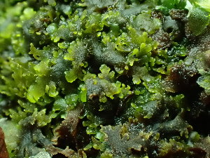  (Riccardia chamedryfolia - BHAK-16572)  @11 [ ] CreativeCommons Attribution Non-Commercial No Derivatives (2025) Matt Lemay Hakai Institute