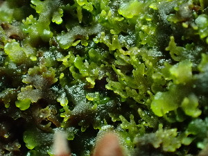  ( - BHAK-16572)  @11 [ ] CreativeCommons Attribution Non-Commercial No Derivatives (2025) Matt Lemay Hakai Institute