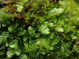  ( - BHAK-16573)  @11 [ ] CreativeCommons Attribution Non-Commercial No Derivatives (2025) Matt Lemay Hakai Institute