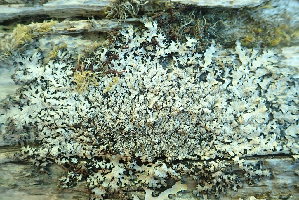  ( - L-795)  @11 [ ] CreativeCommons Attribution Non-Commercial No Derivatives (2018) Matt Lemay Hakai Institute