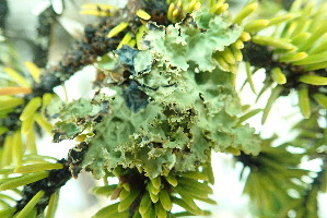  (Lobaria oregana - L-754)  @11 [ ] CreativeCommons Attribution Non-Commercial No Derivatives (2018) Matt Lemay Hakai Institute