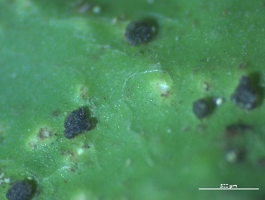  (Peltigera britannica - L-756)  @11 [ ] CreativeCommons Attribution Non-Commercial No Derivatives (2018) Matt Lemay Hakai Institute