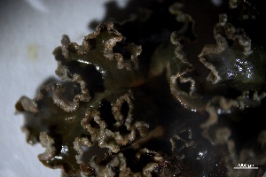  ( - L-796)  @11 [ ] CreativeCommons Attribution Non-Commercial No Derivatives (2018) Matt Lemay Hakai Institute
