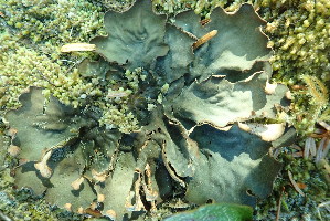  (Peltigera scabrosa - L-797)  @11 [ ] CreativeCommons Attribution Non-Commercial No Derivatives (2018) Matt Lemay Hakai Institute