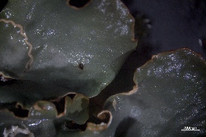  ( - L-833)  @11 [ ] CreativeCommons Attribution Non-Commercial No Derivatives (2018) Matt Lemay Hakai Institute
