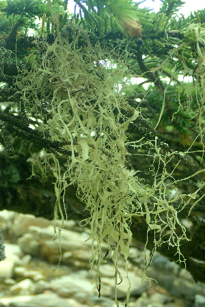  (Ramalina menziesii - L-851)  @11 [ ] CreativeCommons Attribution Non-Commercial No Derivatives (2018) Matt Lemay Hakai Institute