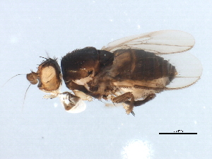  ( - BIOUG01439-A05)  @12 [ ] CreativeCommons - Attribution (2012) CBG Photography Group Centre for Biodiversity Genomics