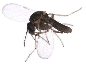  ( - BIOUG01360-B02)  @12 [ ] CreativeCommons - Attribution (2012) CBG Photography Group Centre for Biodiversity Genomics