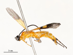  ( - CBG-A58695-A07)  @11 [ ] CreativeCommons - Attribution Share - Alike (2025) CBG Photography Group Centre for Biodiversity Genomics