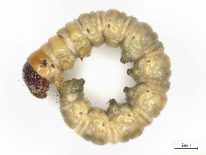 ( - CBG-A58695-G10)  @11 [ ] CreativeCommons - Attribution (2025) CBG Photography Group Centre for Biodiversity Genomics
