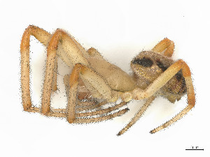  ( - CBG-A58696-G11)  @11 [ ] CreativeCommons - Attribution (2025) CBG Photography Group Centre for Biodiversity Genomics