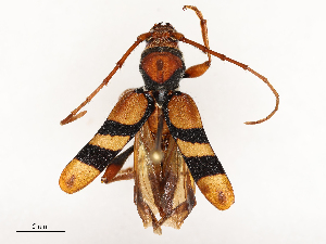  (Aridaeus - CBG-A65365-A01)  @11 [ ] CreativeCommons - Attribution Share - Alike (2025) CBG Photography Group Centre for Biodiversity Genomics