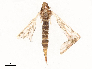  ( - CBG-A65365-H06)  @11 [ ] CreativeCommons - Attribution Share - Alike (2025) CBG Photography Group Centre for Biodiversity Genomics