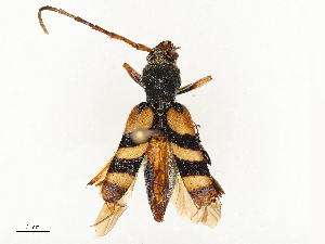  (Aridaeus thoracicus - CBG-A65366-A01)  @11 [ ] CreativeCommons - Attribution Share - Alike (2025) CBG Photography Group Centre for Biodiversity Genomics