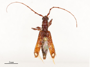  (Coptocercus - CBG-A65368-C03)  @11 [ ] CreativeCommons - Attribution Share - Alike (2025) CBG Photography Group Centre for Biodiversity Genomics