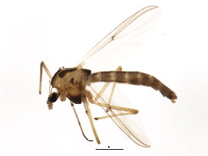  ( - BIOUG01344-C07)  @12 [ ] CreativeCommons - Attribution (2011) CBG Photography Group Centre for Biodiversity Genomics