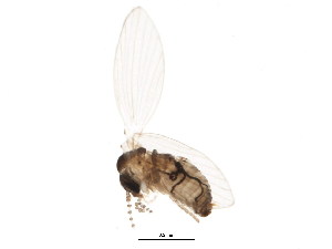  ( - BIOUG01345-G10)  @12 [ ] CreativeCommons - Attribution (2011) CBG Photography Group Centre for Biodiversity Genomics