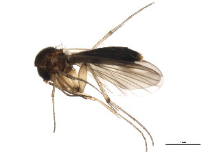  (Mycetophila ocellus - BIOUG01347-G09)  @15 [ ] CreativeCommons - Attribution (2011) CBG Photography Group Centre for Biodiversity Genomics