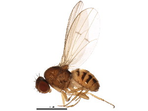  (Drosophila neotestacea - BIOUG01352-B02)  @15 [ ] CreativeCommons - Attribution (2011) CBG Photography Group Centre for Biodiversity Genomics