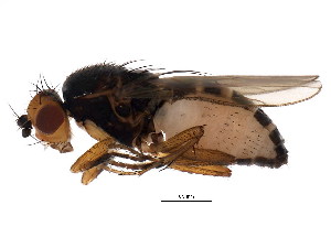  ( - BIOUG01389-C04)  @14 [ ] CreativeCommons - Attribution (2012) CBG Photography Group Centre for Biodiversity Genomics