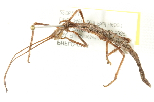  ( - PHFLO-0103)  @13 [ ] CreativeCommons - Attribution (2011) CBG Photography Group Centre for Biodiversity Genomics