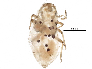  ( - BIOUG24897-H10)  @12 [ ] CreativeCommons - Attribution (2016) CBG Photography Group Centre for Biodiversity Genomics