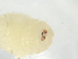  ( - BIOUG85754-F01)  @11 [ ] CreativeCommons - Attribution (2022) Centre for Biodiversity Genomics Centre for Biodiversity Genomics