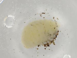  ( - BIOUG85756-A02)  @11 [ ] CreativeCommons - Attribution (2022) Centre for Biodiversity Genomics Centre for Biodiversity Genomics