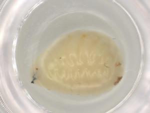  ( - BIOUG85756-A07)  @11 [ ] CreativeCommons - Attribution (2022) Centre for Biodiversity Genomics Centre for Biodiversity Genomics