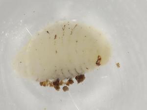  ( - BIOUG85756-A10)  @11 [ ] CreativeCommons - Attribution (2022) Centre for Biodiversity Genomics Centre for Biodiversity Genomics