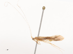  ( - CBG-B02338-B06)  @11 [ ] CreativeCommons - Attribution Share - Alike (2025) CBG Photography Group Centre for Biodiversity Genomics