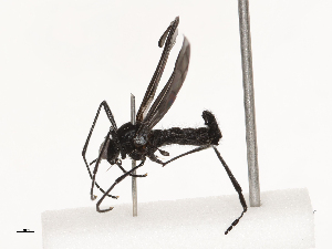  ( - CBG-B21862-D06)  @11 [ ] CreativeCommons - Attribution Share - Alike (2025) CBG Photography Group Centre for Biodiversity Genomics