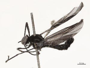  ( - CBG-B21862-D07)  @11 [ ] CreativeCommons - Attribution Share - Alike (2025) CBG Photography Group Centre for Biodiversity Genomics