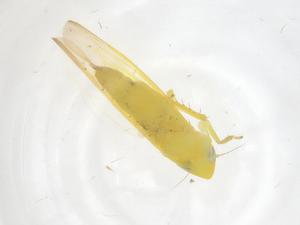  ( - CBG-B23768-A11)  @11 [ ] CreativeCommons - Attribution Share - Alike (2025) Centre for Biodiversity Genomics Centre for Biodiversity Genomics