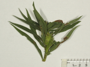  ( - BIOUG85754-F01)  @11 [ ] CreativeCommons - Attribution (2022) CBG Photography Group Centre for Biodiversity Genomics