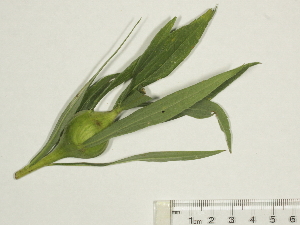  ( - BIOUG85754-F08)  @11 [ ] CreativeCommons - Attribution (2022) CBG Photography Group Centre for Biodiversity Genomics