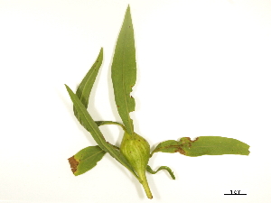  ( - BIOUG85756-A02)  @11 [ ] CreativeCommons - Attribution (2022) CBG Photography Group Centre for Biodiversity Genomics