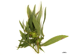  ( - BIOUG85756-A07)  @11 [ ] CreativeCommons - Attribution (2022) CBG Photography Group Centre for Biodiversity Genomics