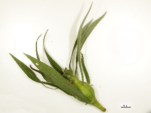  ( - BIOUG85756-A10)  @11 [ ] CreativeCommons - Attribution (2022) CBG Photography Group Centre for Biodiversity Genomics