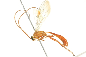  ( - BIOUG02951-D03)  @13 [ ] CreativeCommons - Attribution (2012) CBG Photography Group Centre for Biodiversity Genomics