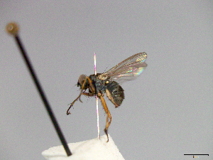  (Bithoracochaeta sp. 1 - MACN-EN-33435)  @11 [ ] Copyright (2019) MACN Museo Argentino de Ciencias Naturales "Bernardino Rivadavia"