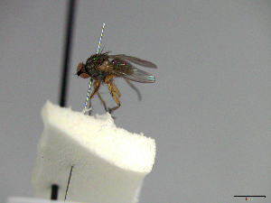  ( - MACN-EN-33441)  @11 [ ] Copyright (2019) MACN Museo Argentino de Ciencias Naturales "Bernardino Rivadavia"