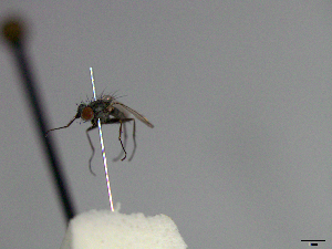  (Schoenomyza sp. 1 - MACN-EN-33469)  @11 [ ] Copyright (2019) MACN Museo Argentino de Ciencias Naturales "Bernardino Rivadavia"