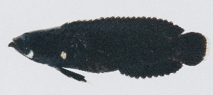  (Acanthoclininae - PIL-451)  @11 [ ] CreativeCommons  Attribution Non-Commercial (by-nc) (2014) Unspecified Smithsonian Institution National Museum of Natural History