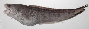  (Hoplobrotula armata - PHIL-157)  @11 [ ] CreativeCommons  Attribution Non-Commercial (by-nc) (2015) Unspecified Smithsonian Institution National Museum of Natural History