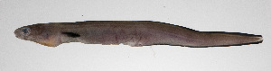  (Ariosoma meeki - PHIL-202)  @11 [ ] CreativeCommons  Attribution Non-Commercial (by-nc) (2015) Unspecified Smithsonian Institution National Museum of Natural History