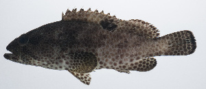  ( - PIL-122)  @11 [ ] CreativeCommons  Attribution Non-Commercial (by-nc) (2014) Unspecified Smithsonian Institution National Museum of Natural History