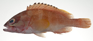  ( - PI-0060)  @11 [ ] CreativeCommons  Attribution Non-Commercial (by-nc) (2011) Unspecified Smithsonian Institution National Museum of Natural History